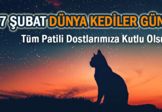 17 Şubat Dünya Kedi Günü Mesajları ve Anlamı